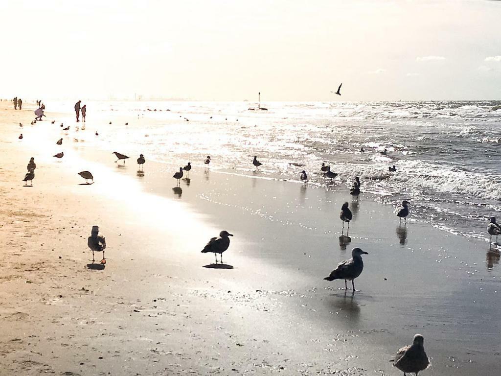 ZeeBedStay Noordwijk Buitenkant foto